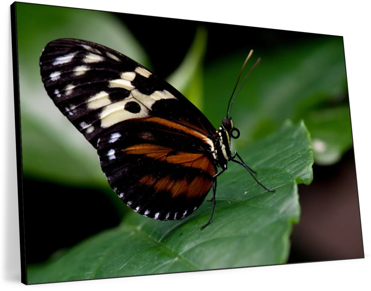 Butterfly Posing Wall Art - Image 15