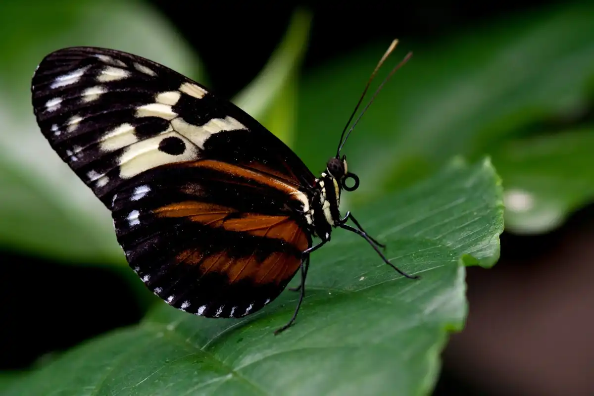 Butterfly Posing Wall Art - Image 17