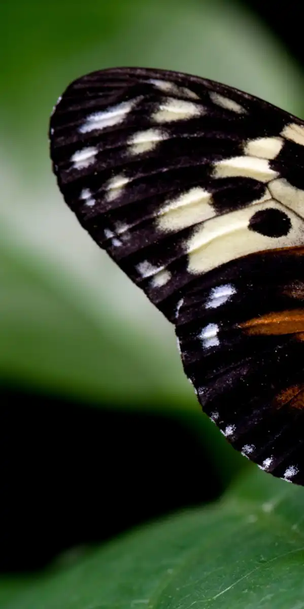 Butterfly Posing Wall Art - Image 18