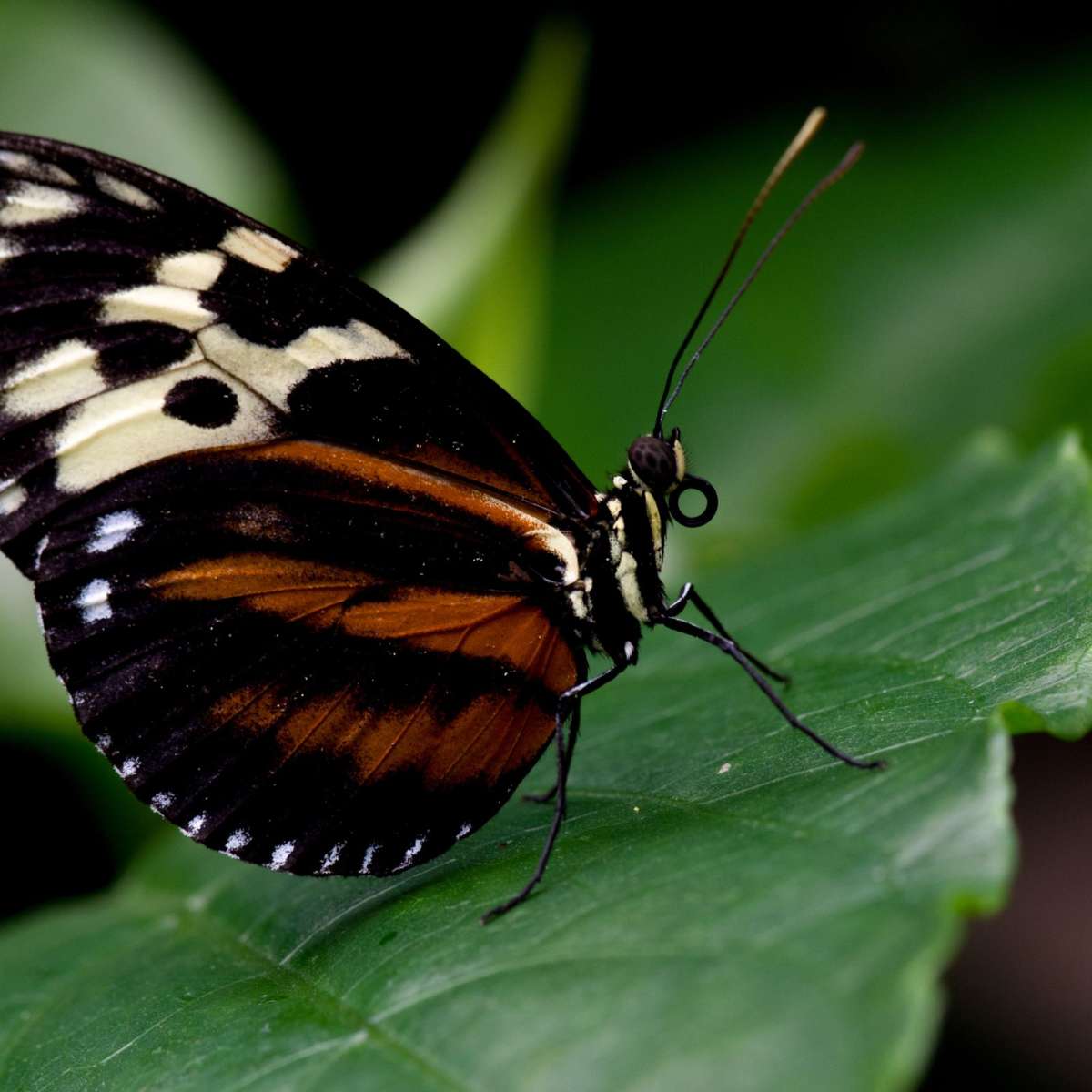 Butterfly Posing Wall Art - Image 2