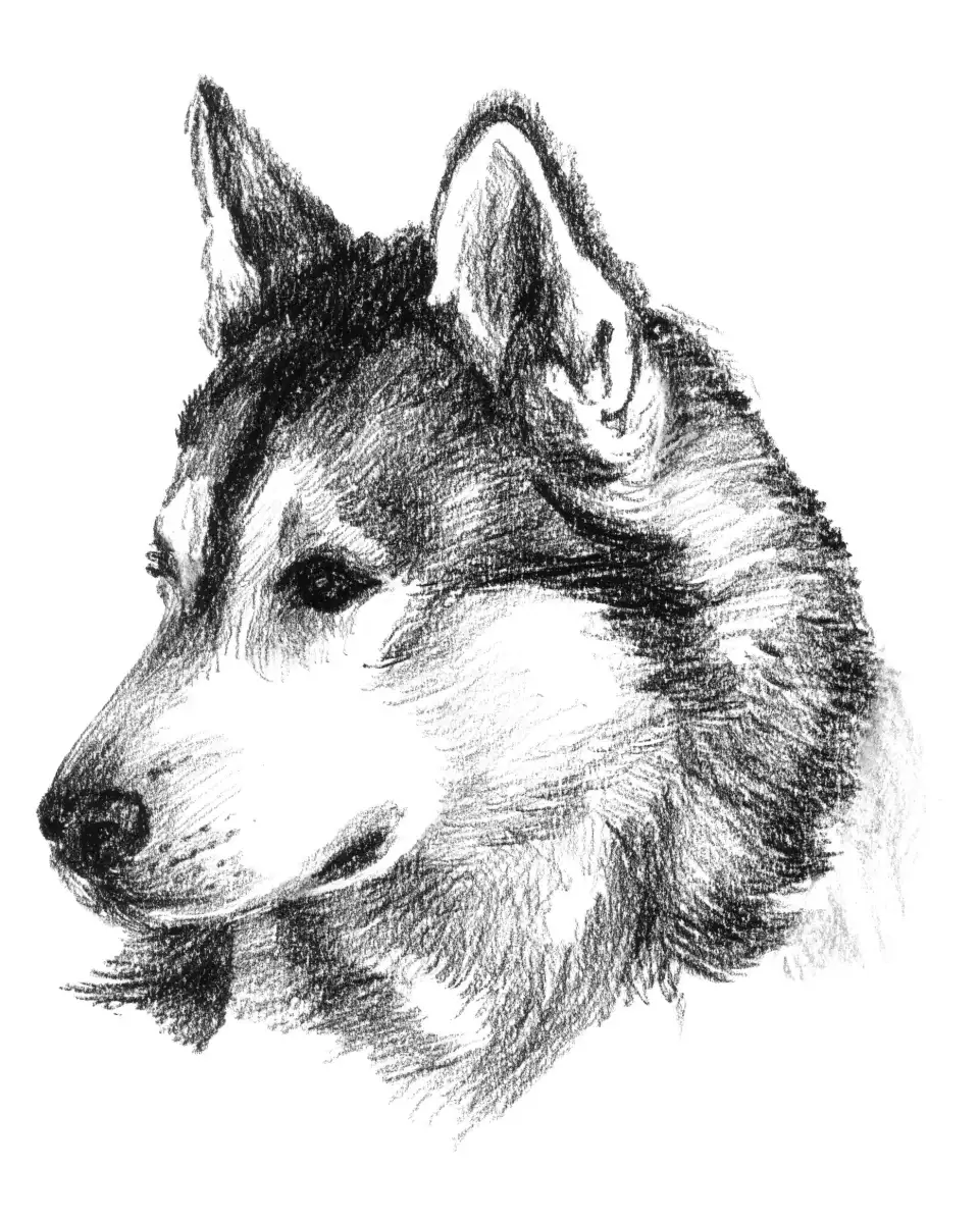 Canine Study III Wall Art - Image 9