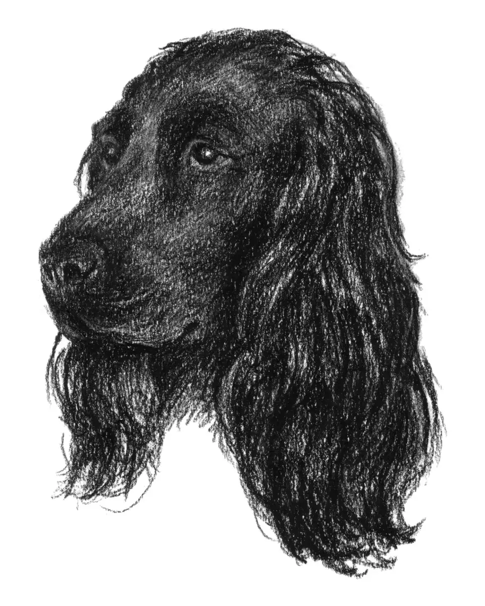 Canine Study IV Wall Art - Image 8