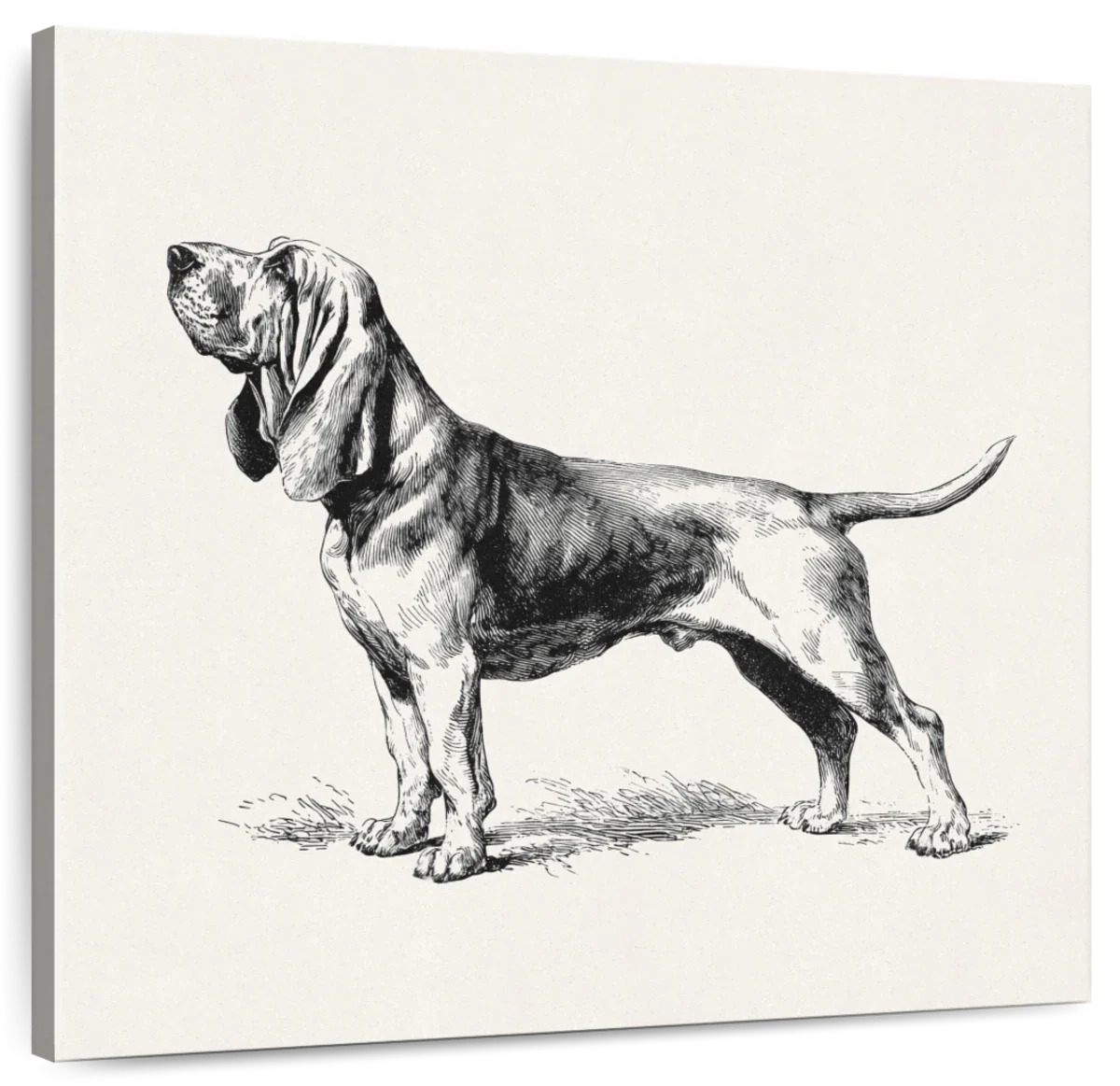 Chien de Saint-Hubert Wall Art - Image 2