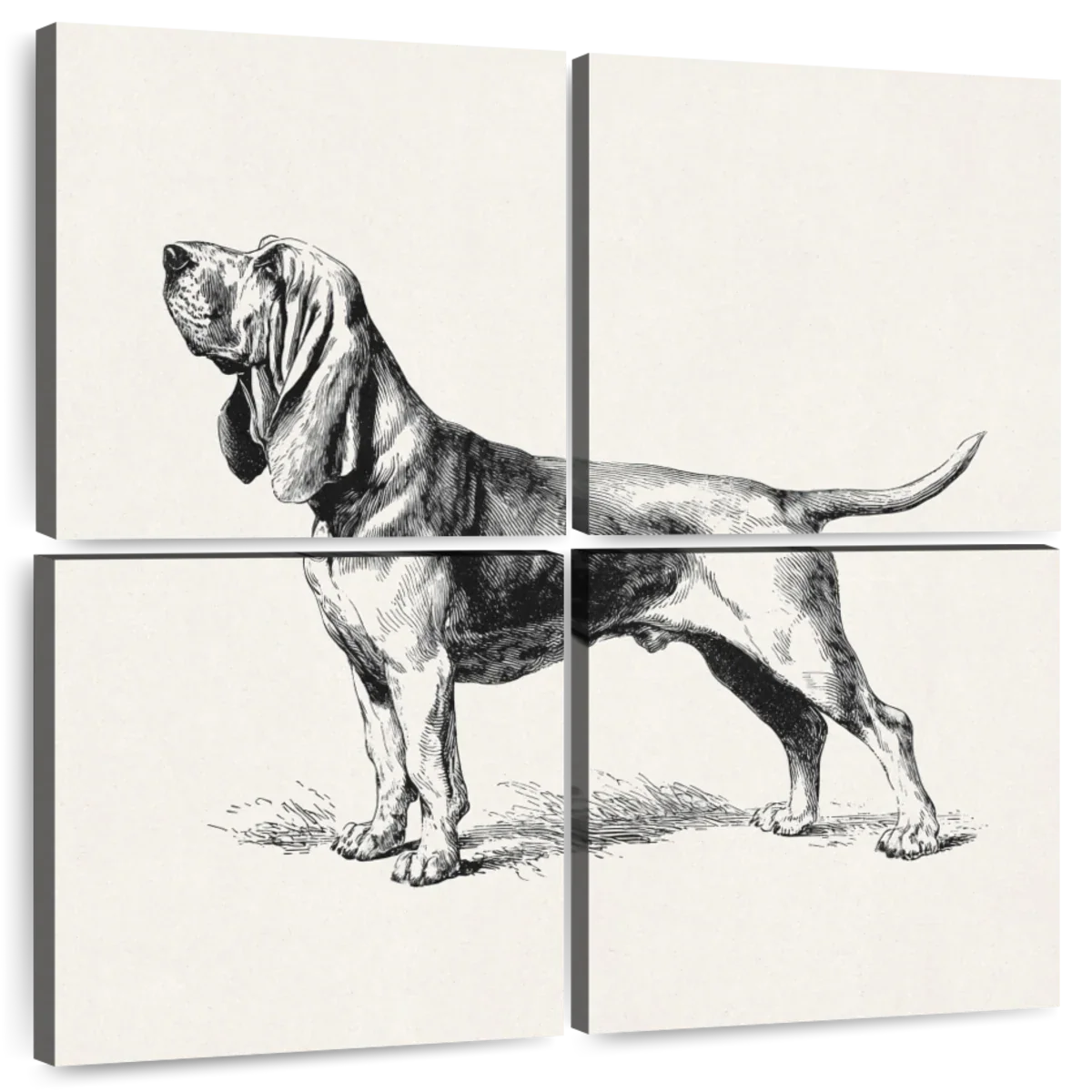 Chien de Saint-Hubert Wall Art - Image 25