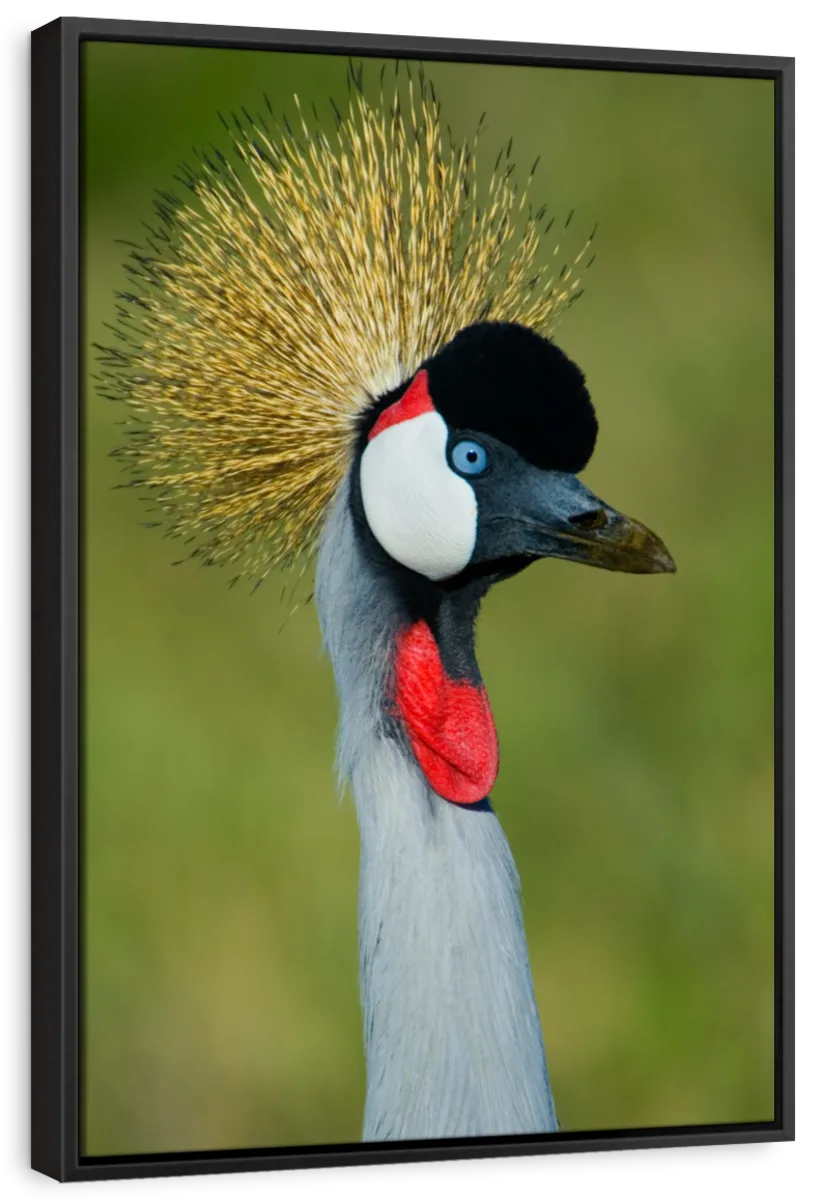 Close-Up Of A Grey Crowned Crane Tanzania Wall Art - Image 6