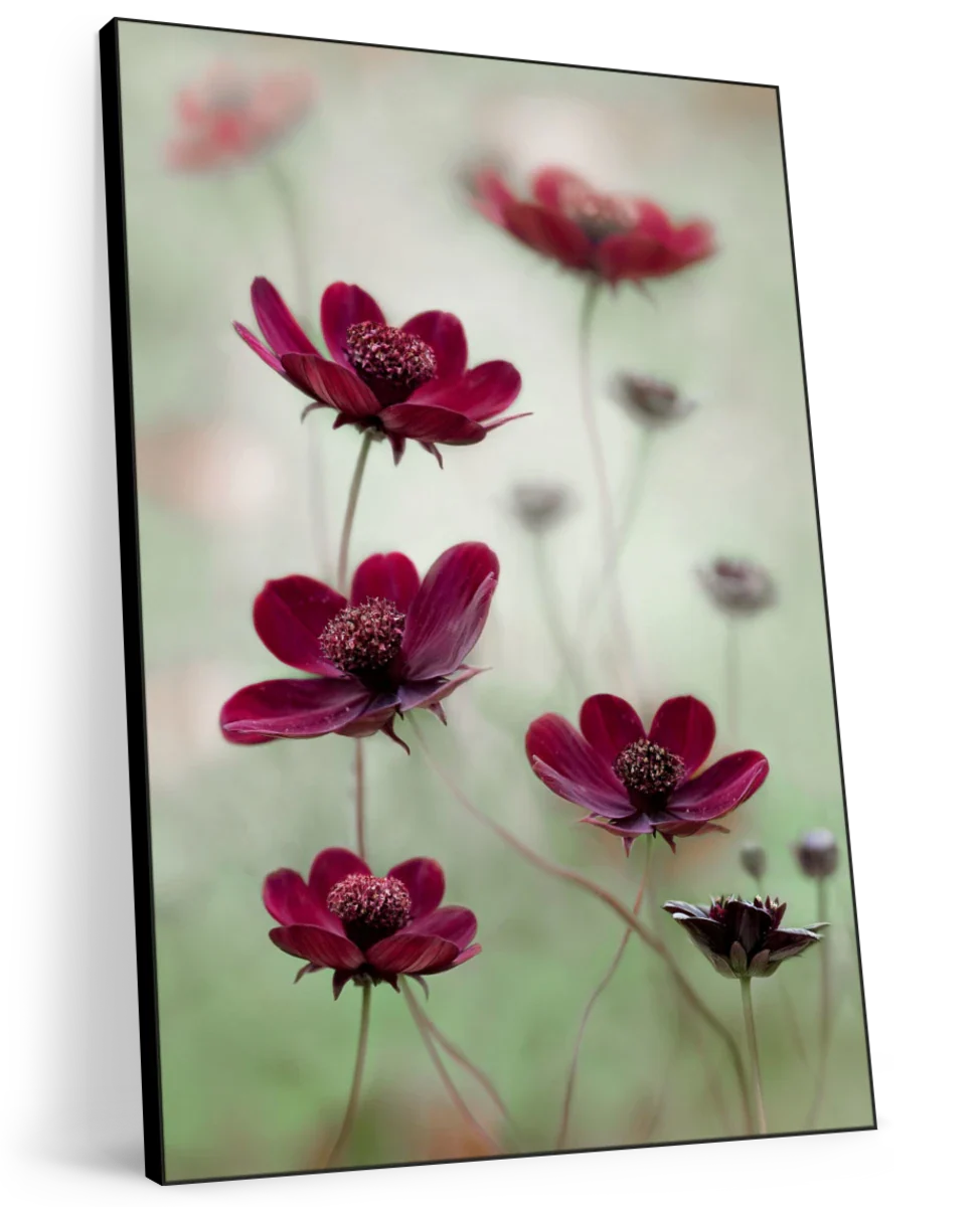 Cosmos Sway Wall Art - Image 11