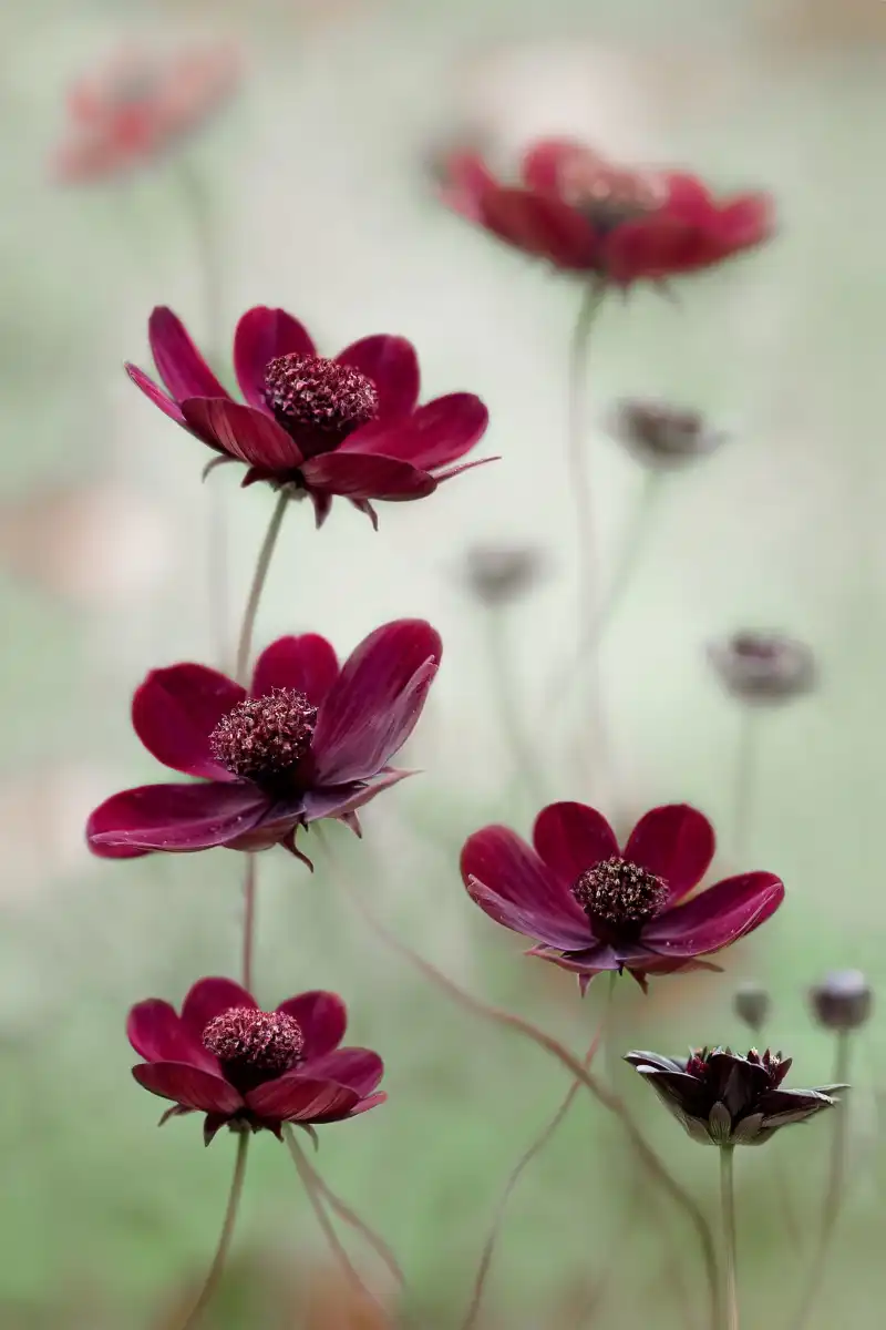 Cosmos Sway Wall Art - Image 12