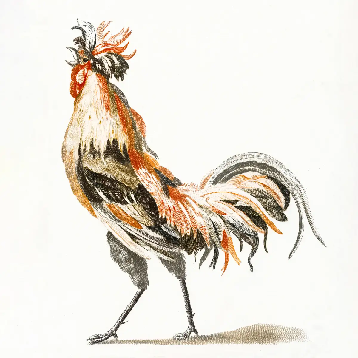Crowing Rooster To The Left Wall Art - Image 10