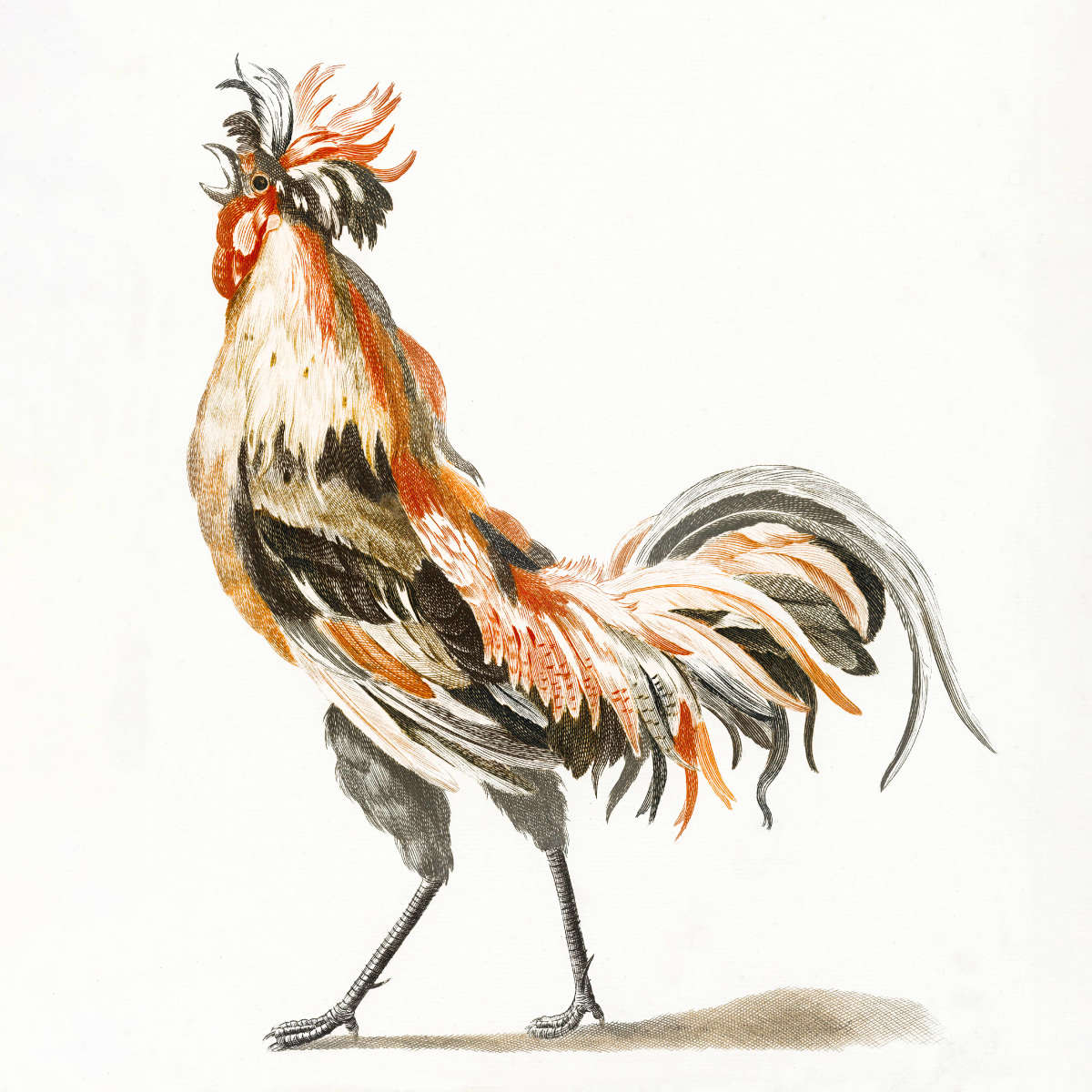 Crowing Rooster To The Left Wall Art - Image 11