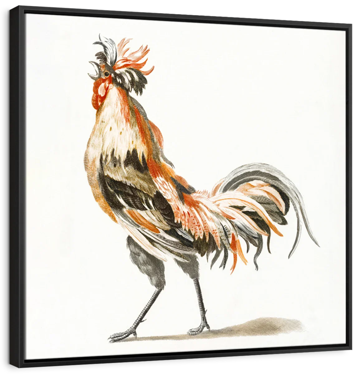 Crowing Rooster To The Left Wall Art - Image 6