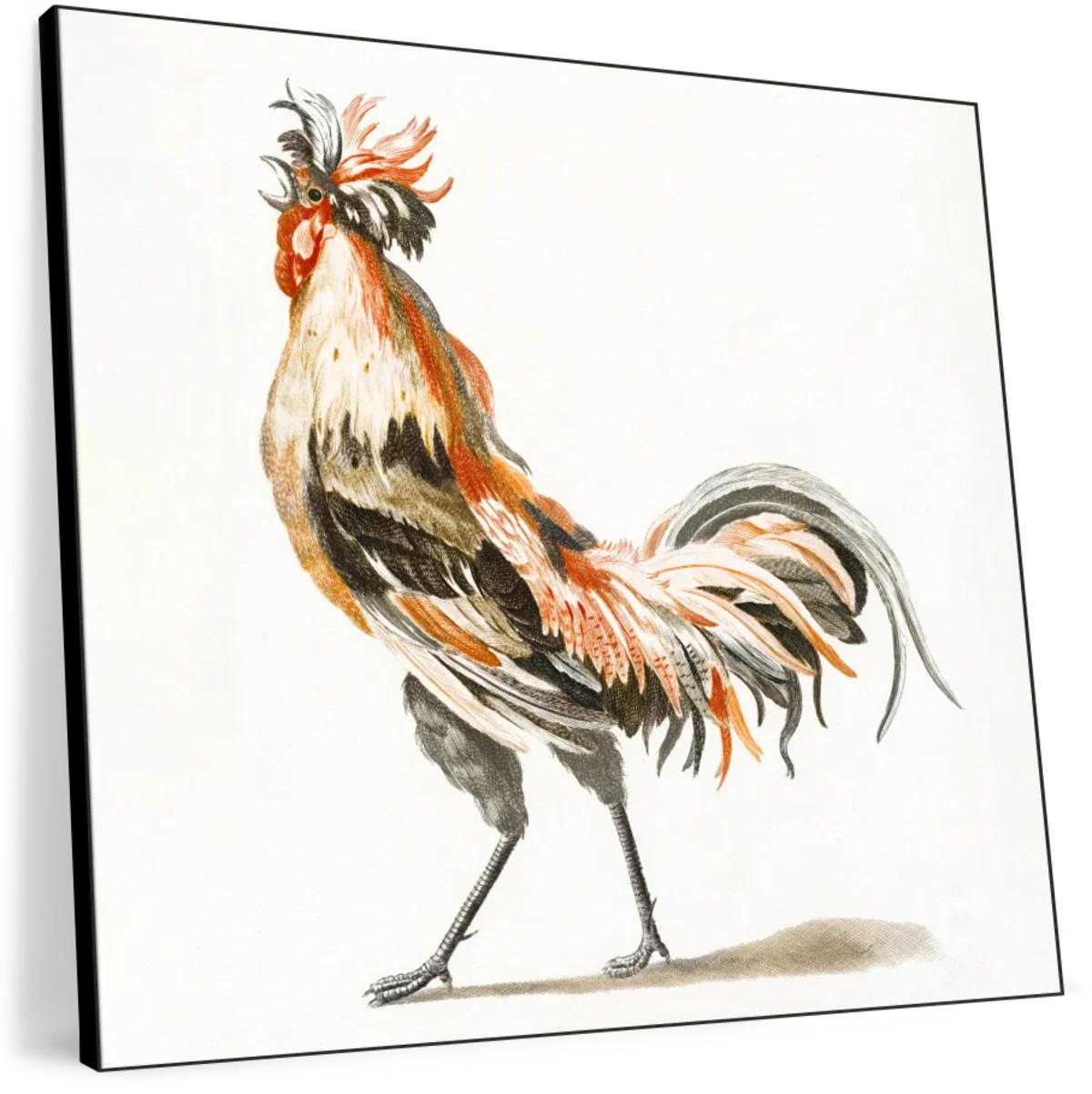 Crowing Rooster To The Left Wall Art - Image 8