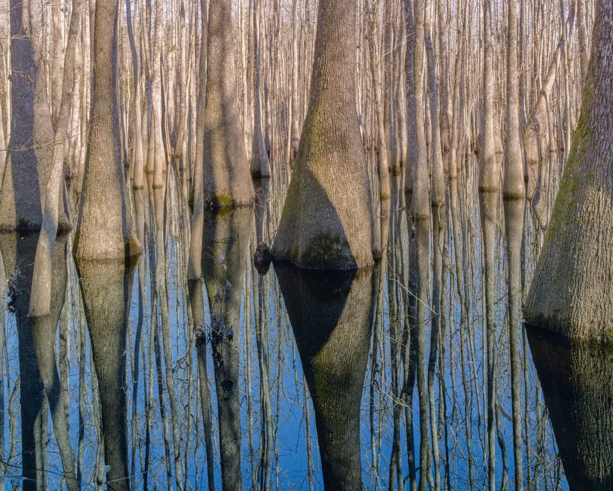Cypress Reflection Wall Art - Image 8
