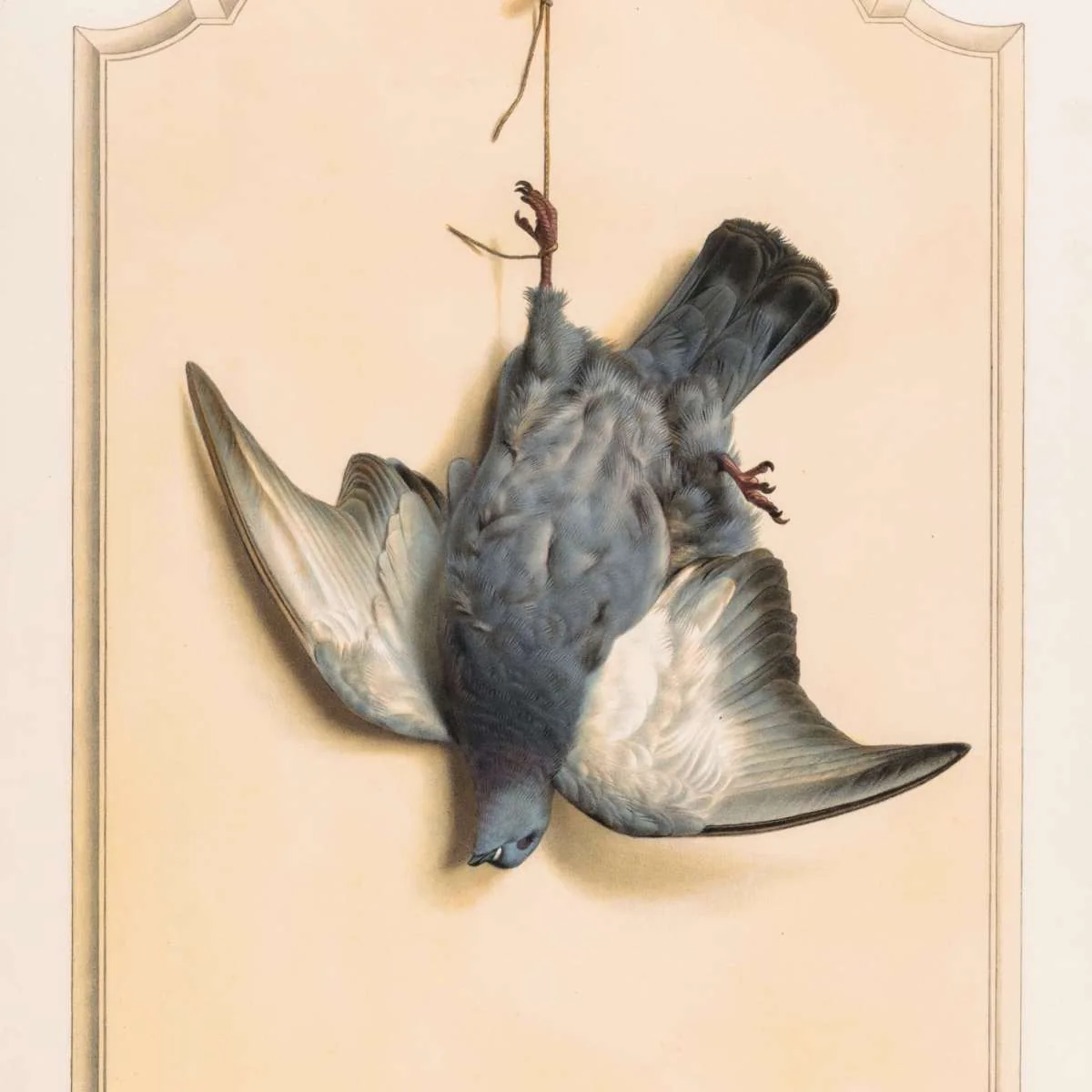 Dead Rock Dove Hanging By One Leg Wall Art - Image 11
