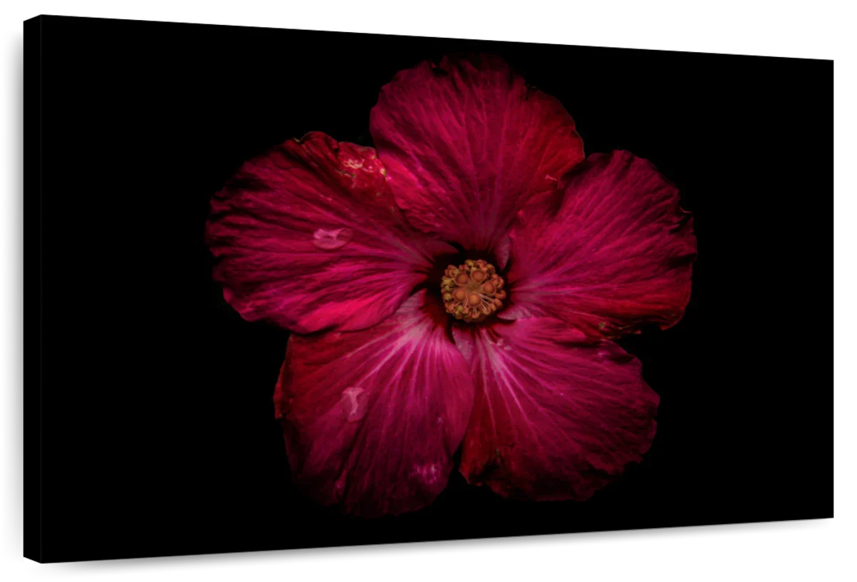 Deep Red Hibiscus Flower Wall Art