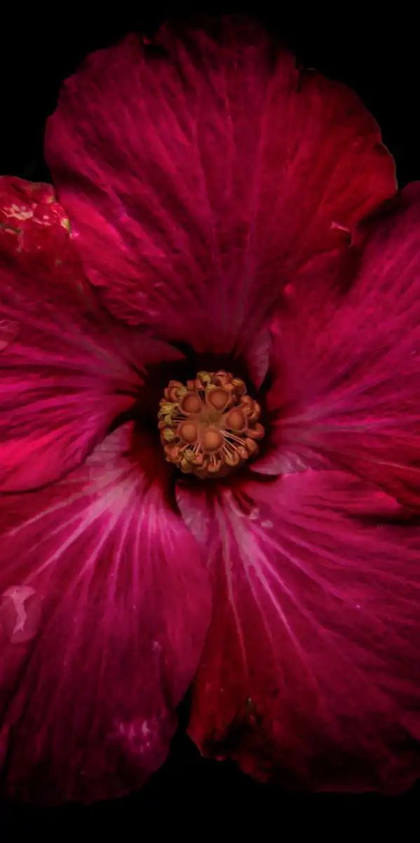 Deep Red Hibiscus Flower Wall Art - Image 19
