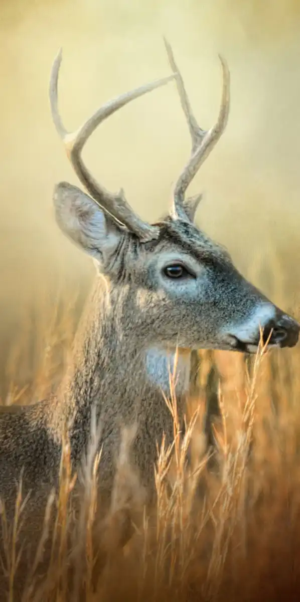 Doe Chasing Wall Art - Image 18