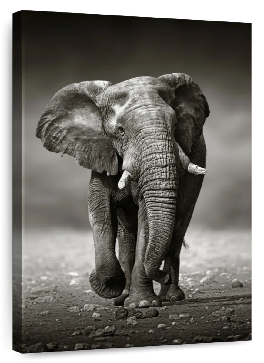 Elephant Approach From The Front Wall Art