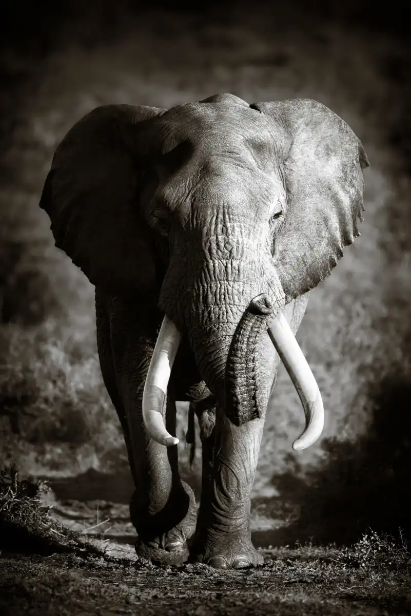 Elephant Bull Wall Art - Image 12