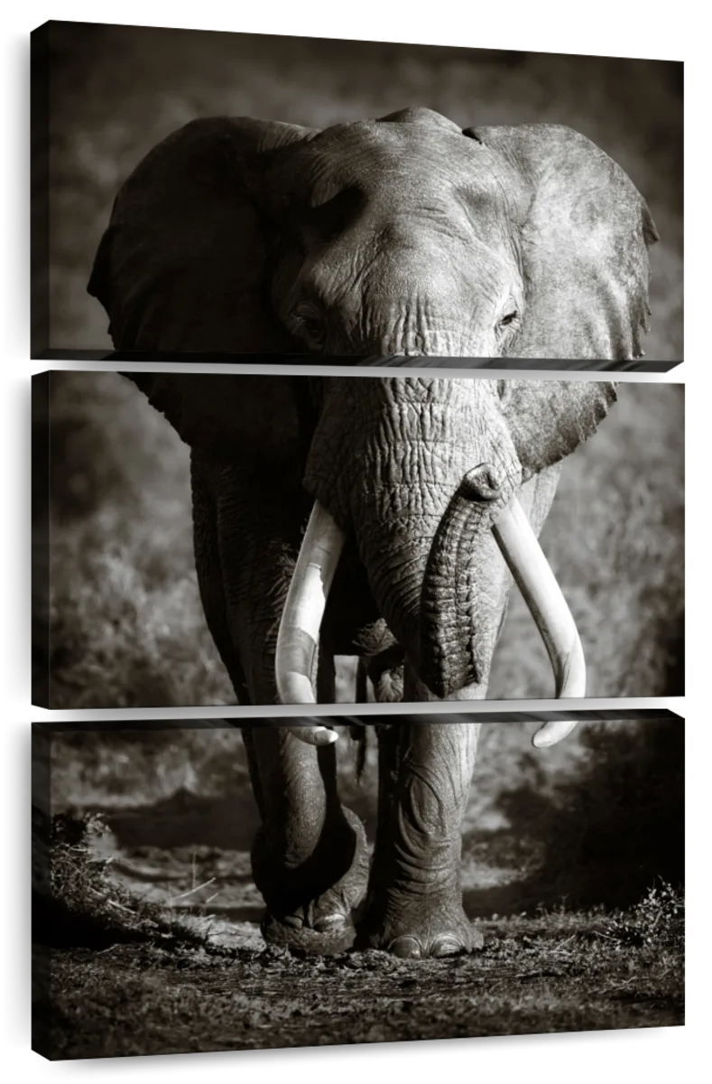 Elephant Bull Wall Art - Image 7