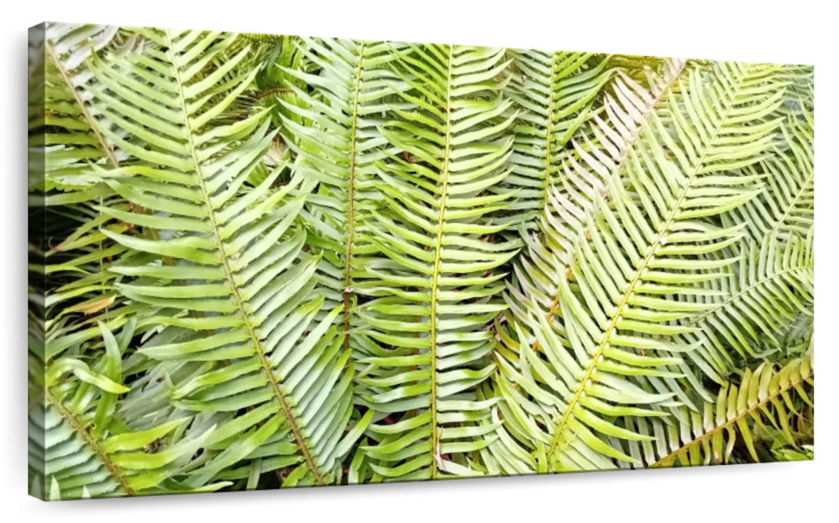 Fern Fronds Wall Art