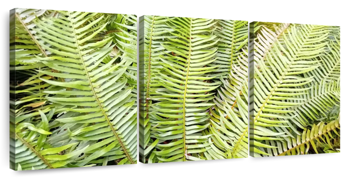 Fern Fronds Wall Art - Image 10