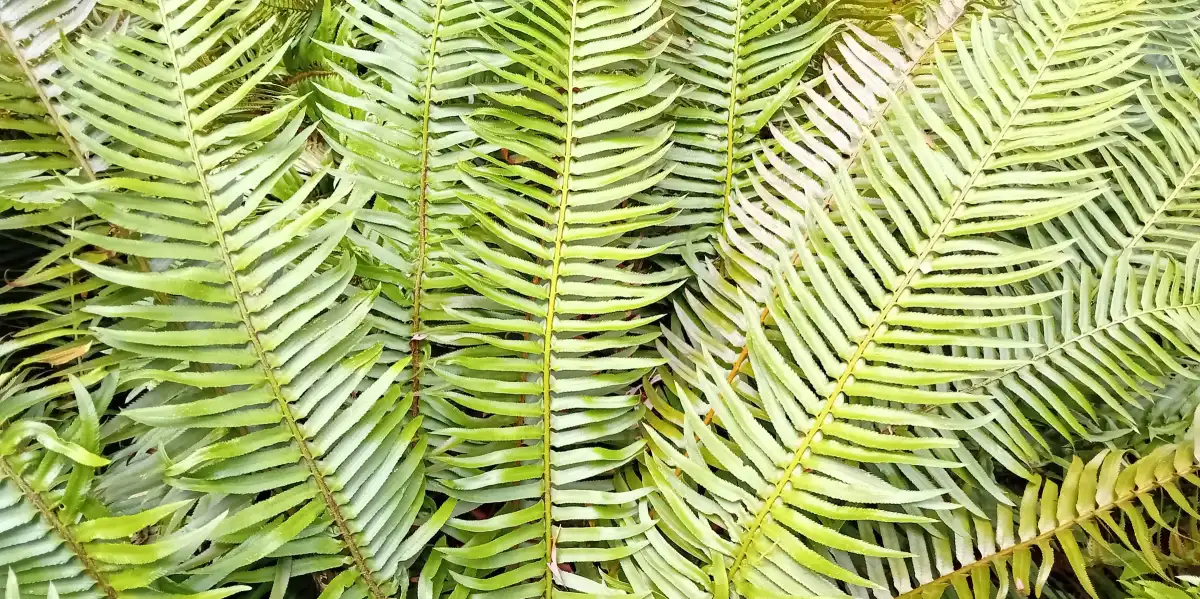 Fern Fronds Wall Art - Image 16