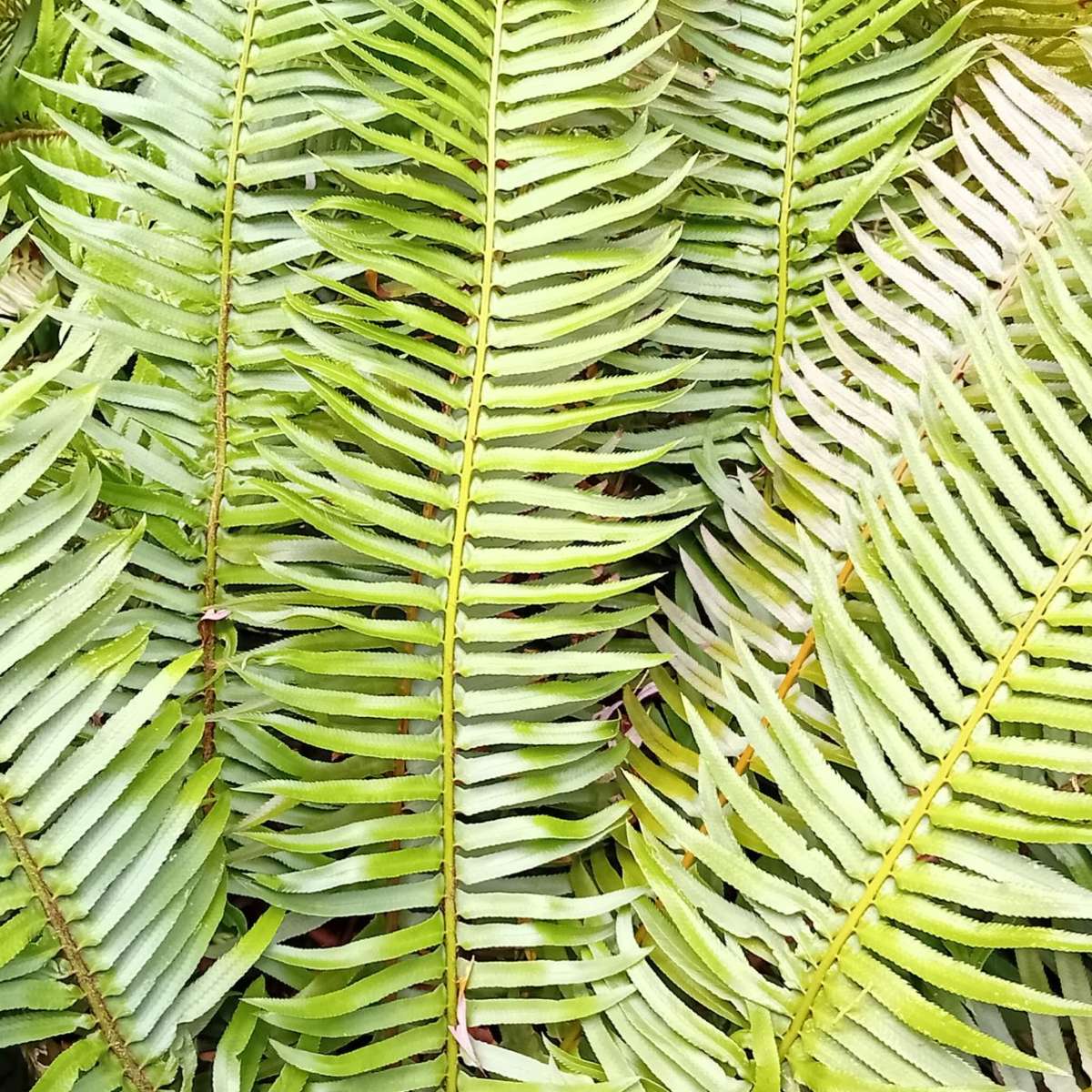 Fern Fronds Wall Art - Image 3