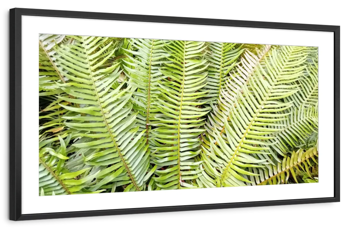 Fern Fronds Wall Art - Image 31