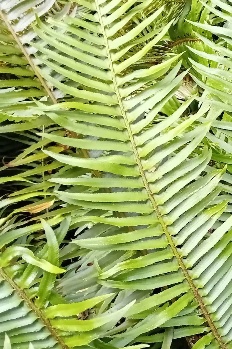 Fern Fronds Wall Art - Image 34
