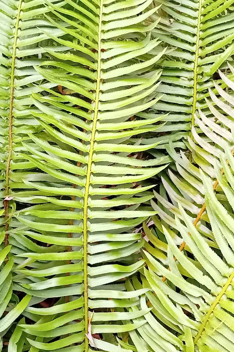 Fern Fronds Wall Art - Image 35