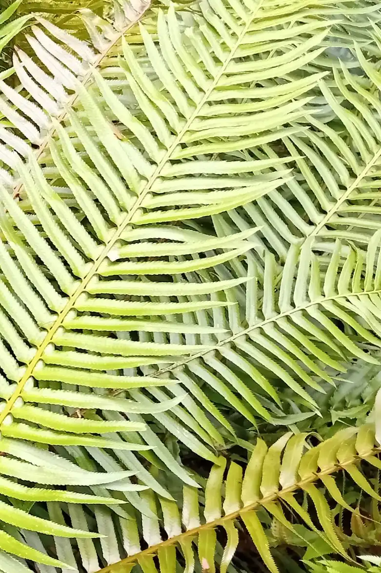 Fern Fronds Wall Art - Image 36