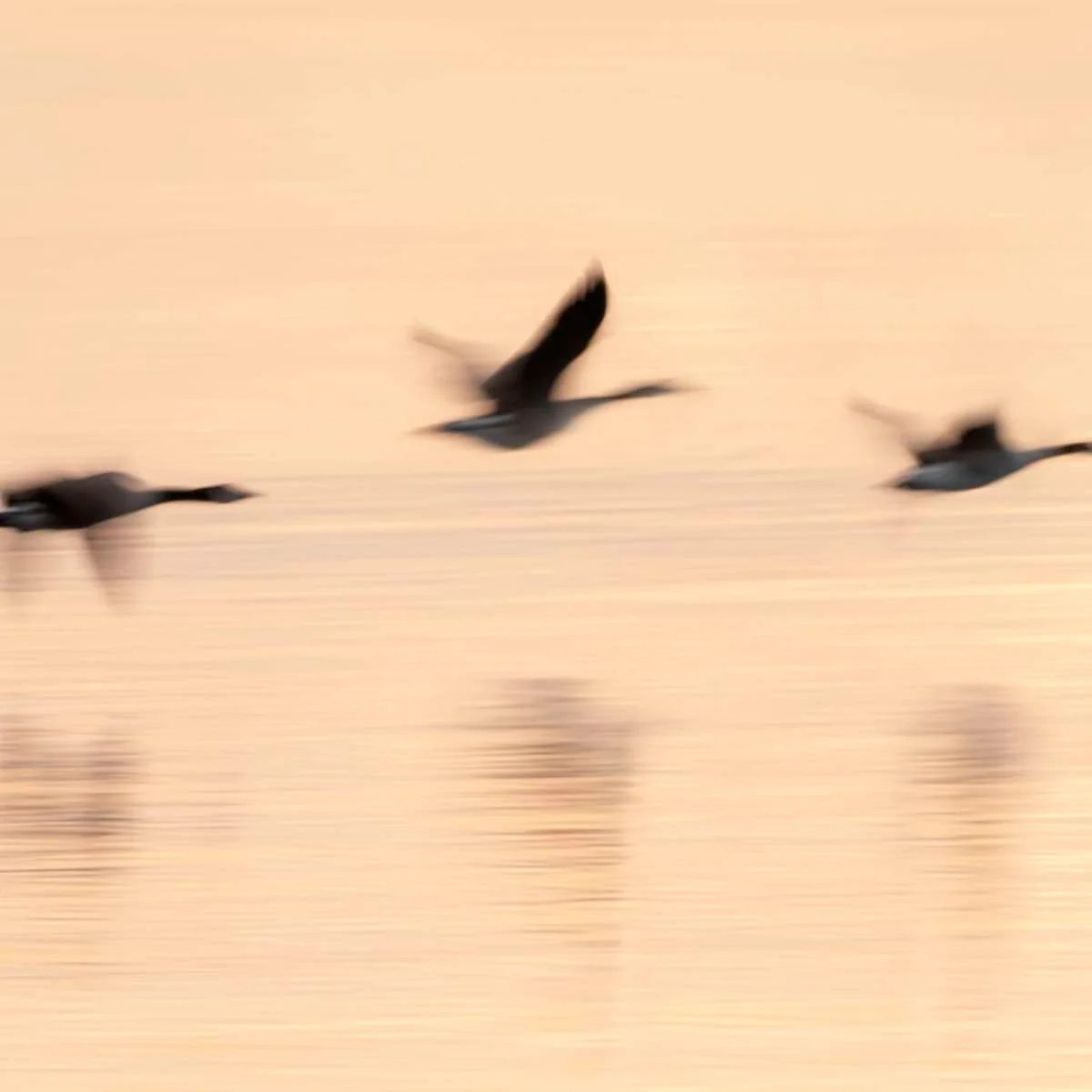 Flying Geese at Dawn Wall Art - Image 2