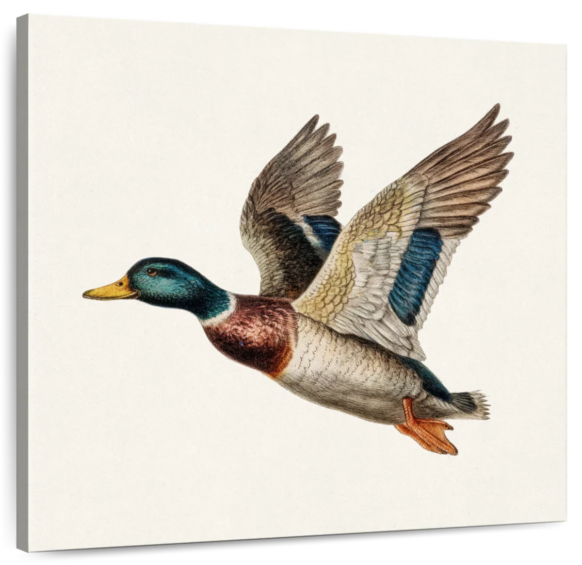 Flying Mallard Duck Wall Art