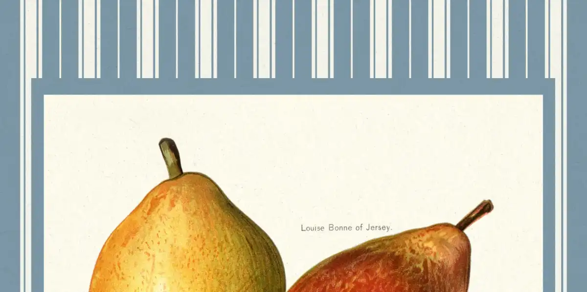 Four Pear Varieties Reinterpreted Wall Art - Image 14