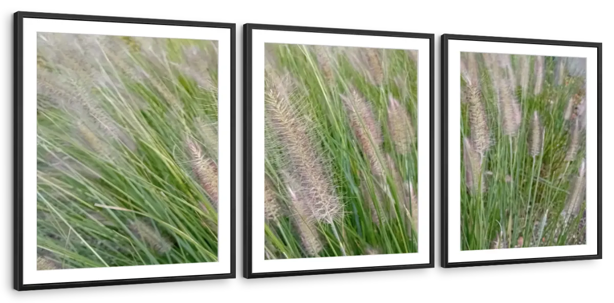 Foxtail Grass Wall Art - Image 13
