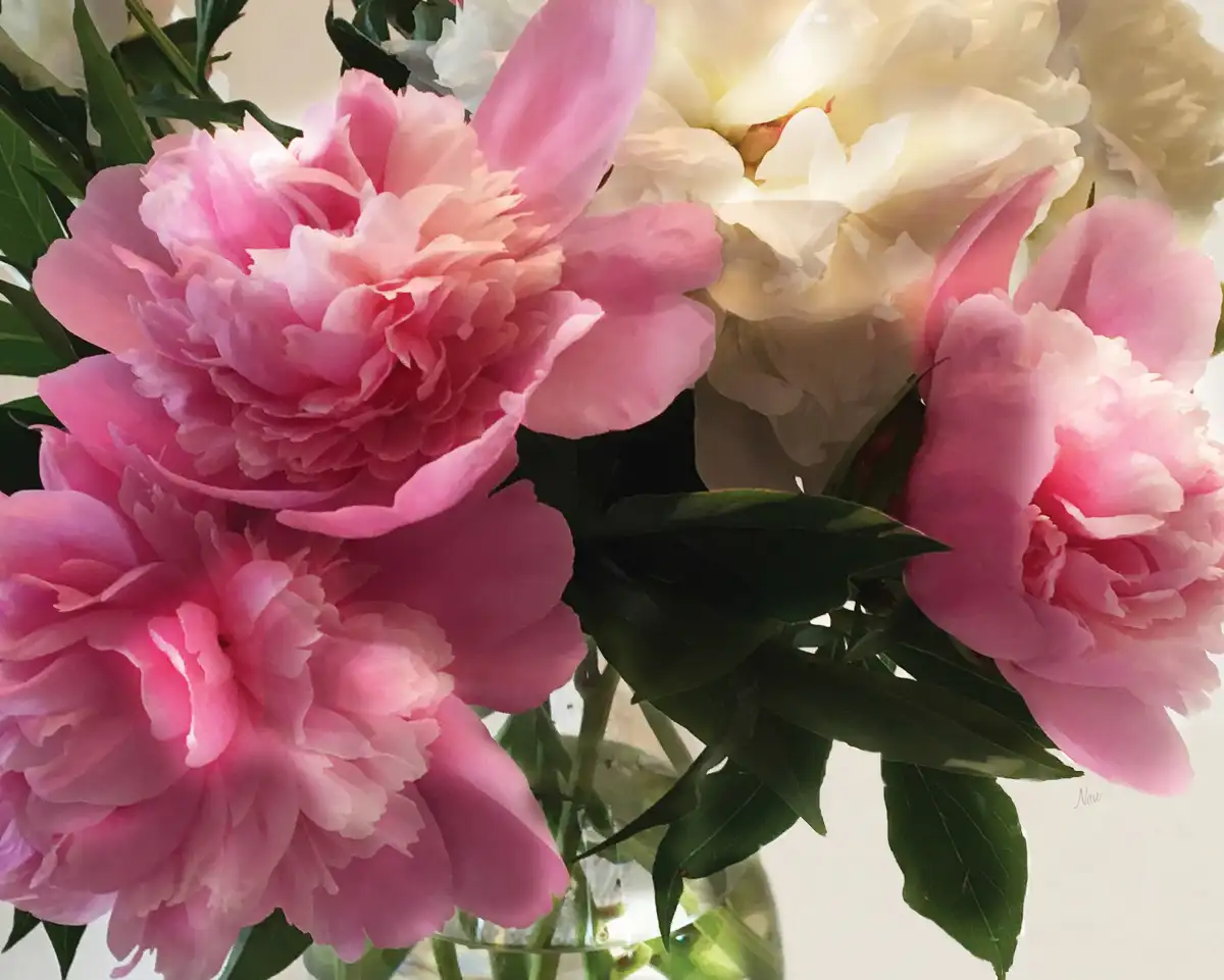 Fresh Cut Peonies Wall Art - Image 9