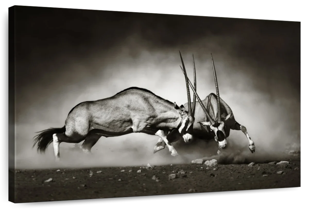 Gemsbok Fight Wall Art