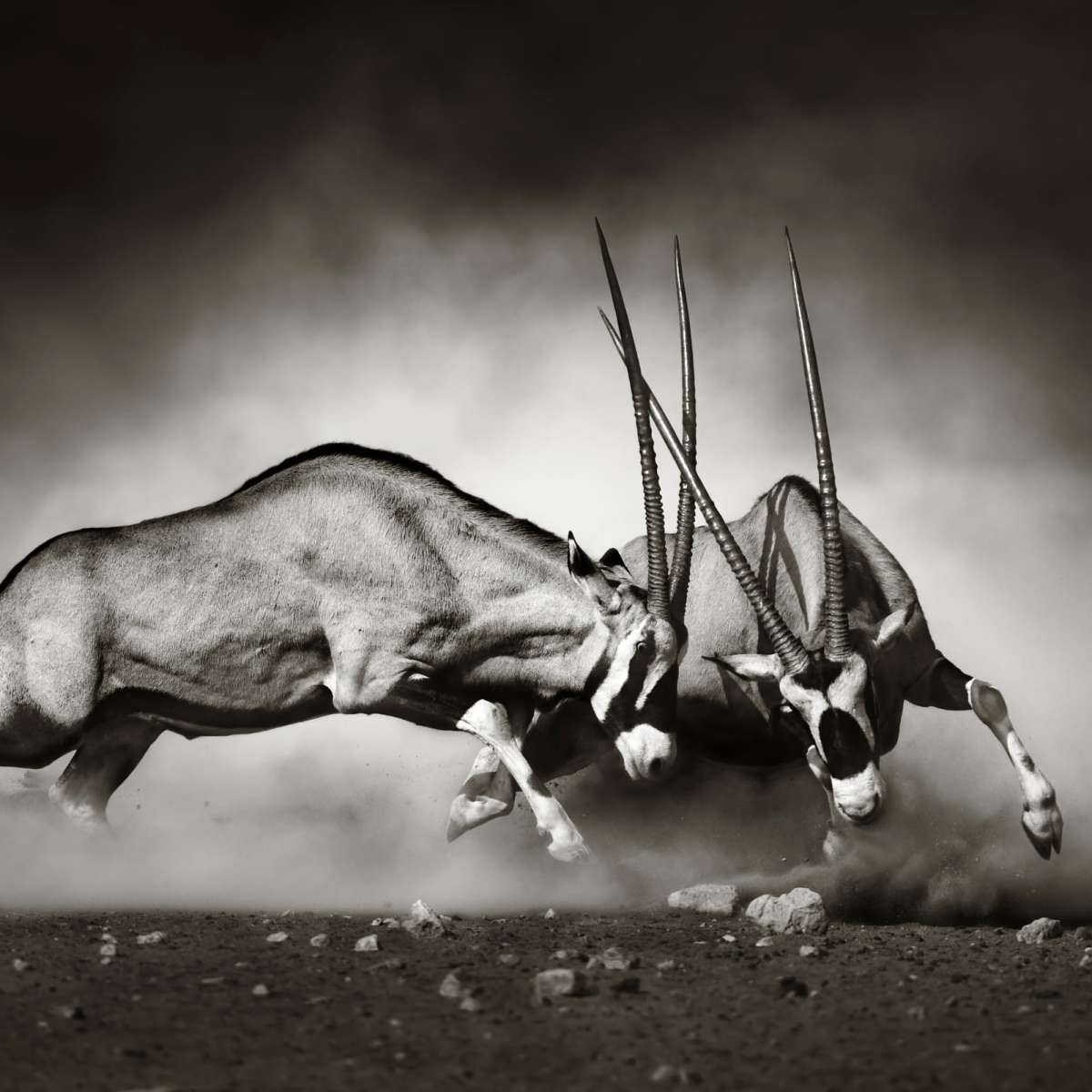 Gemsbok Fight Wall Art - Image 19