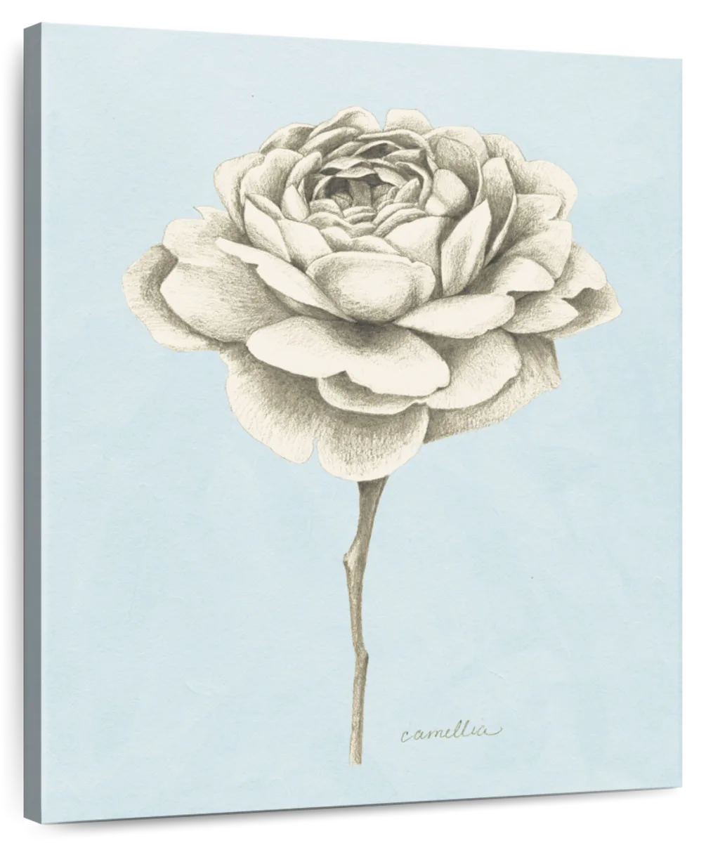 Graphite Botanical Study I Wall Art