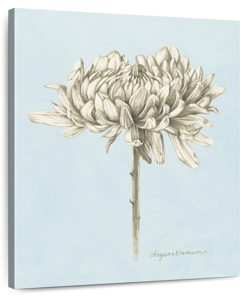 Graphite Botanical Study II Wall Art
