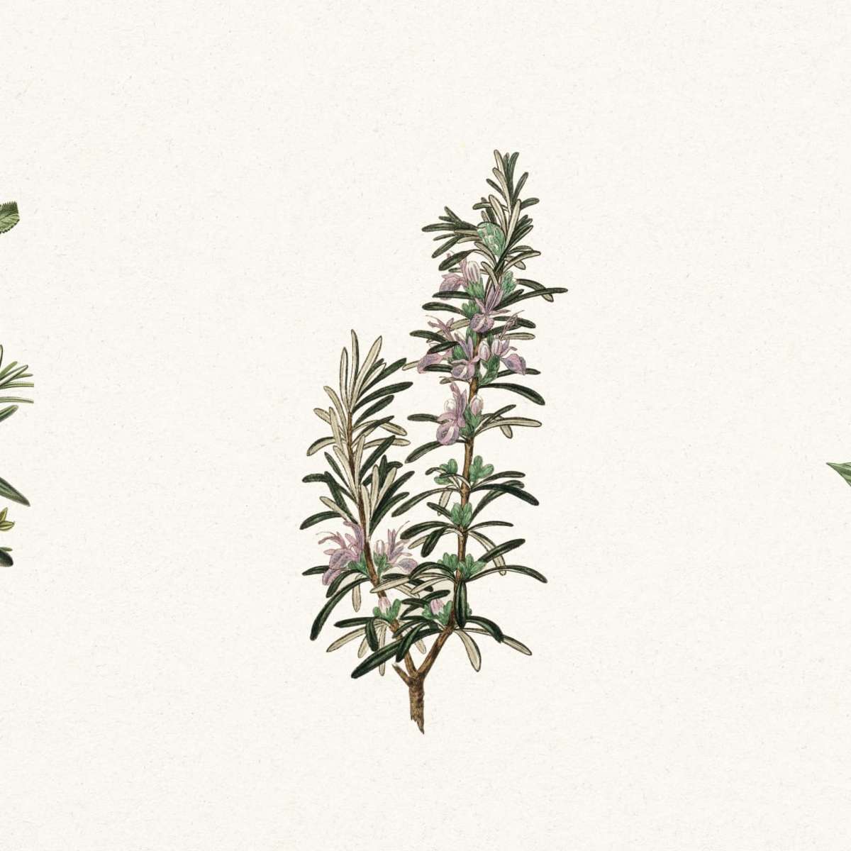 Herb Collection Wall Art - Image 2
