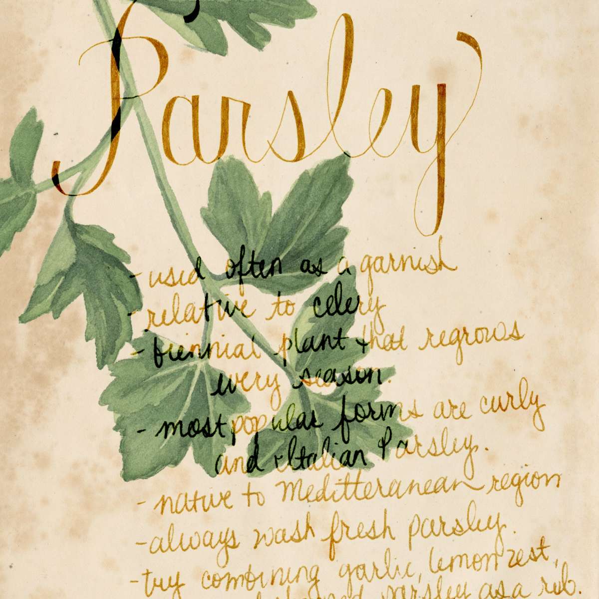 Herb Study V Wall Art - Image 3