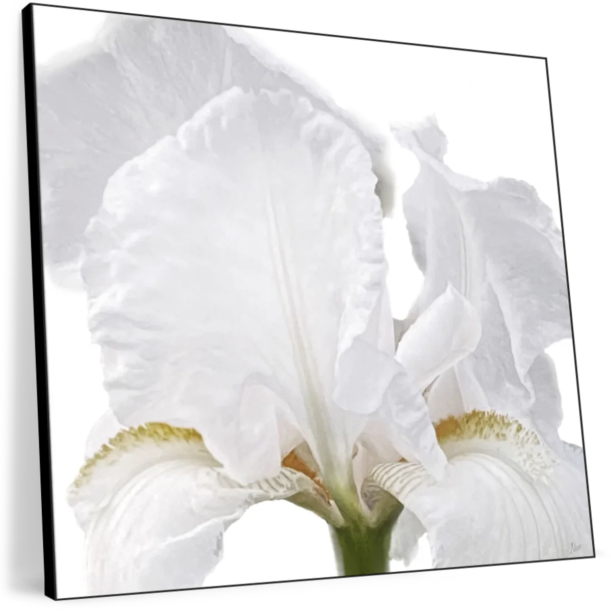 Iris Close Wall Art - Image 11