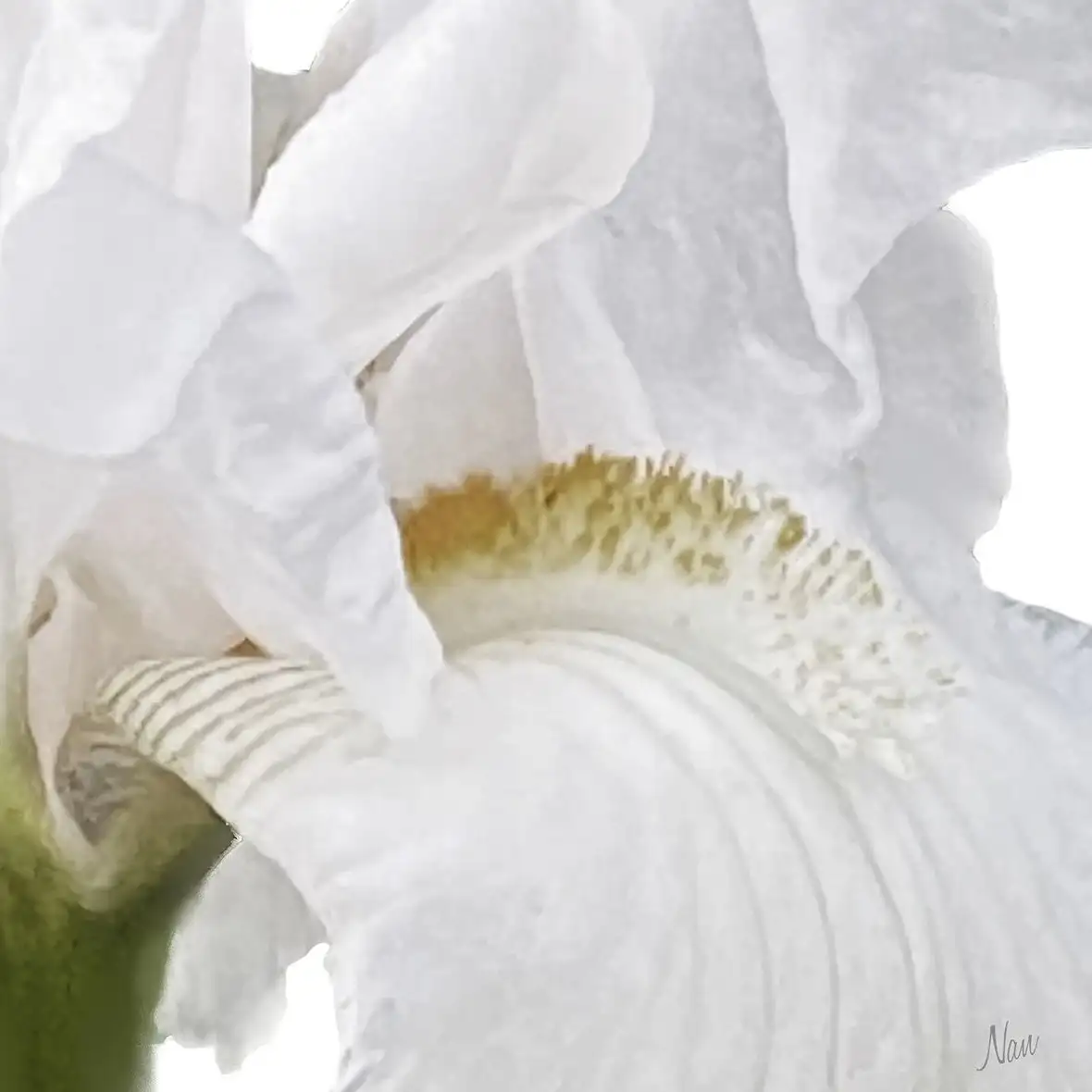 Iris Close Wall Art - Image 17