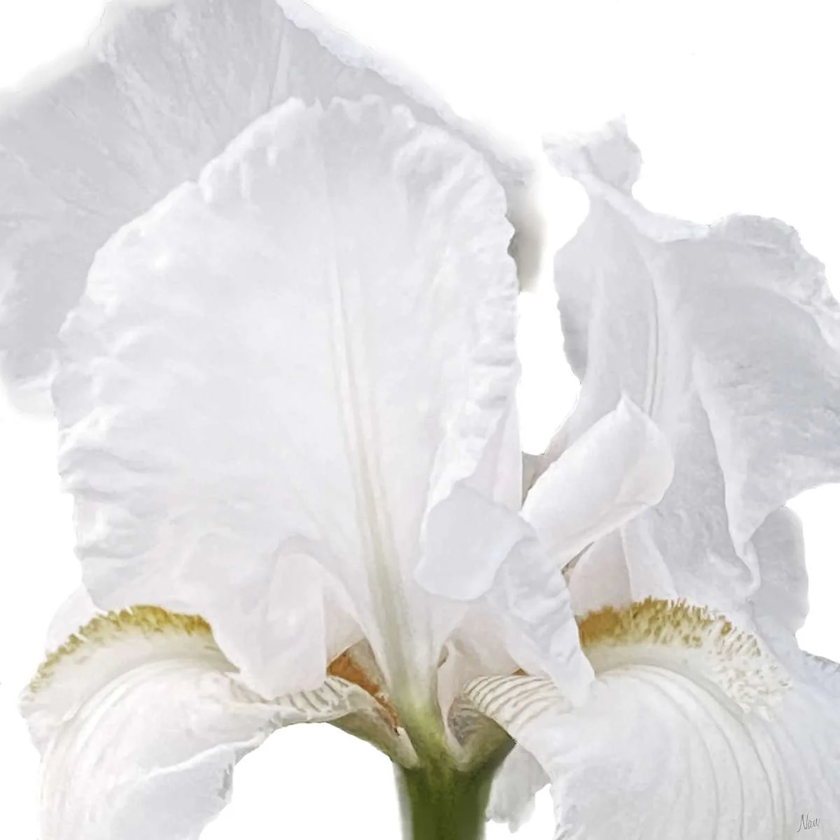 Iris Close Wall Art - Image 2