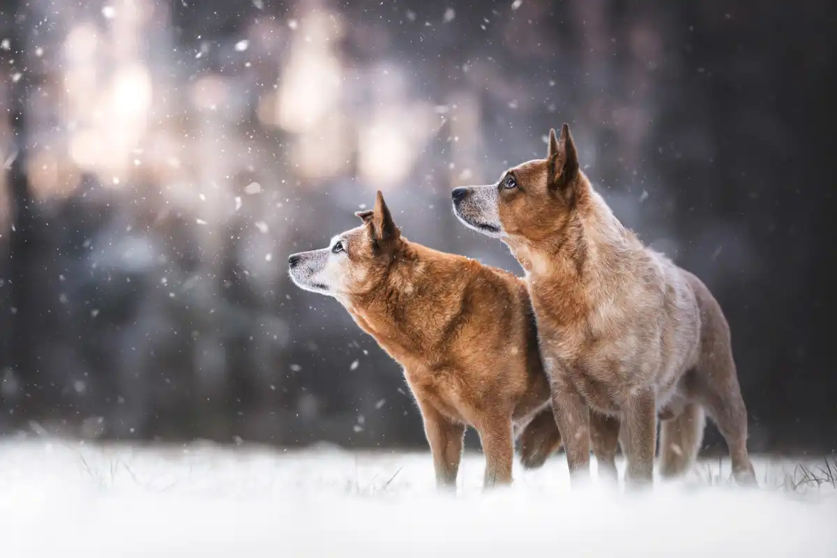 Lightly Snowing Wall Art - Image 10