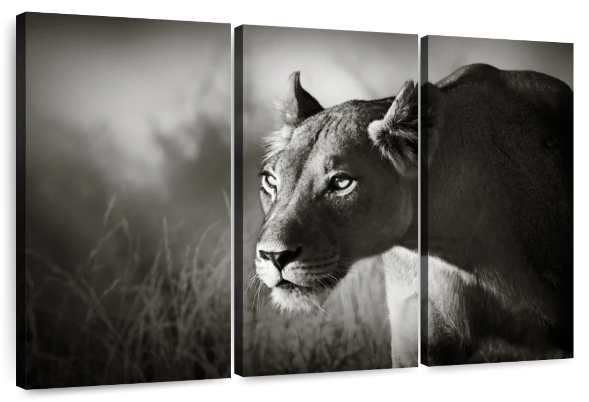 Lioness Stalking Wall Art - Image 9
