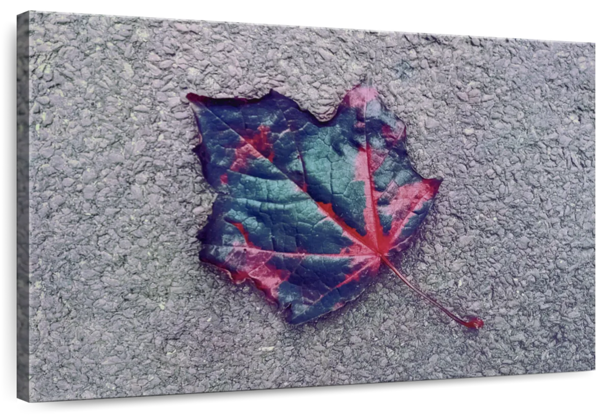 Lone Autumn Maple Leaf Wall Art