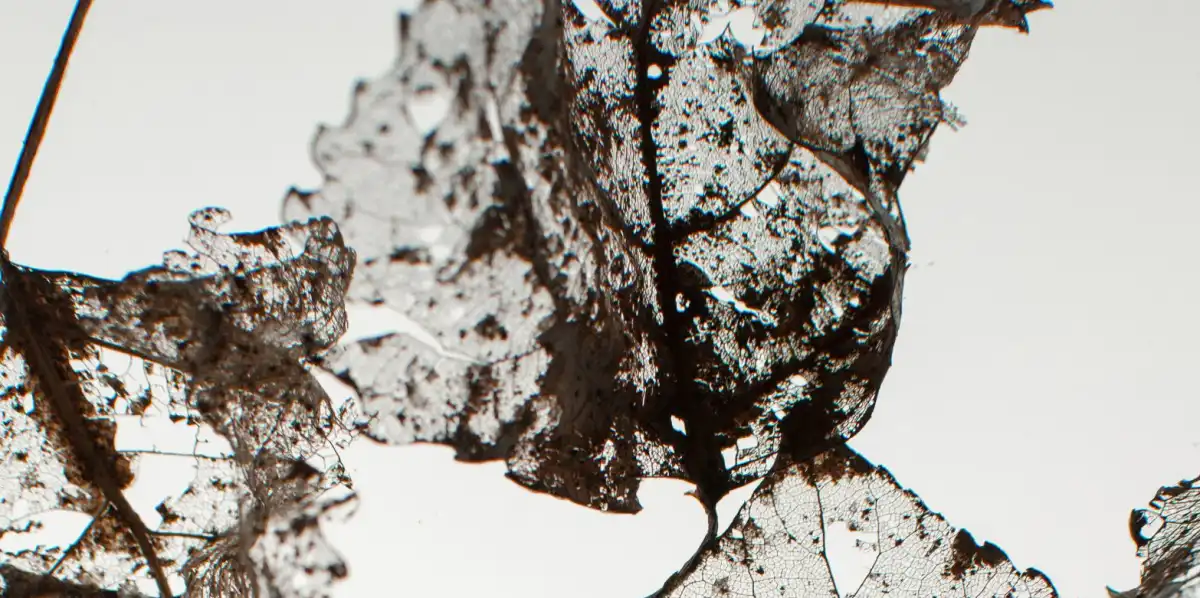 Microscopic Leaves Wall Art - Image 22