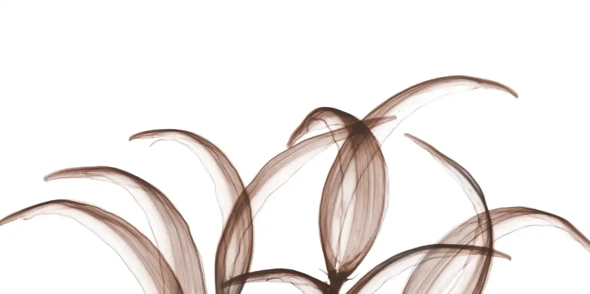 Mocha Oleander Bush I Wall Art - Image 13